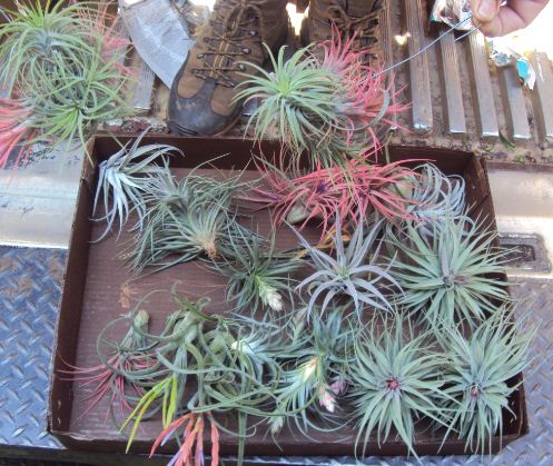 Bromeliad Tillandsia Assortment Box of 18 Medium